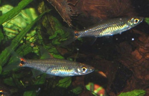 Rasbora brittani (Kottelatia brittani)