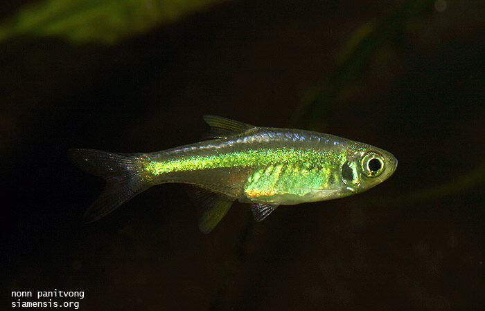 Rasbora Neon Verde (Microdevario kubotai)