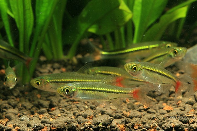 Rasbora de Linha Negra (Rasbora borapetensis)