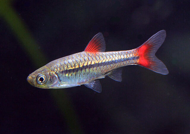 Rasbora (Rasbora rubrodorsalis)