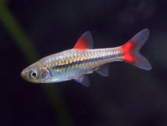 Cobrinha Kuhli / Pangio Kuhlii 5 - 6cm :: Aqua Generus