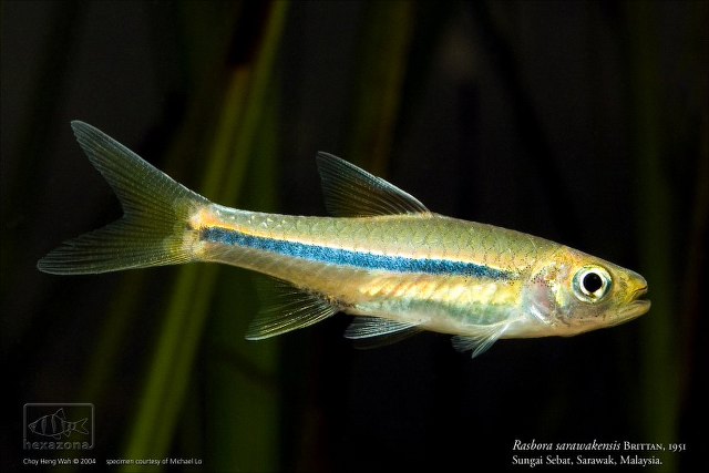 Rasbora sarawak (Rasbora sarawakensis)