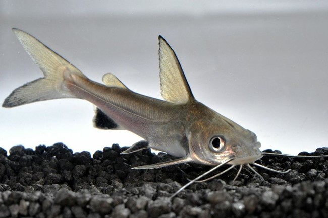 Jordani (Ariopsis seemanni)