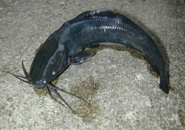 Bagre Andador (Clarias batrachus)