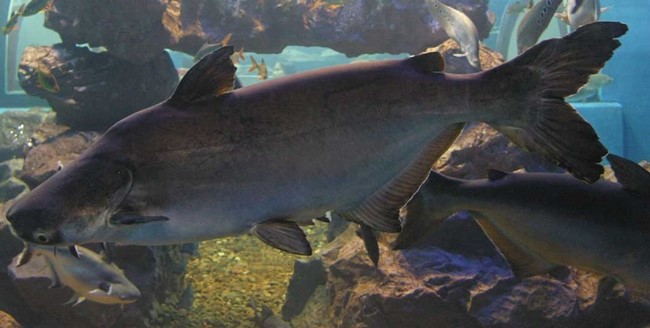 Pangasius Gigante (Pangasianodon gigas)