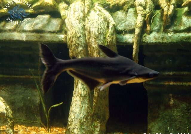 Pangasius (Pangasianodon hypophthalmus)