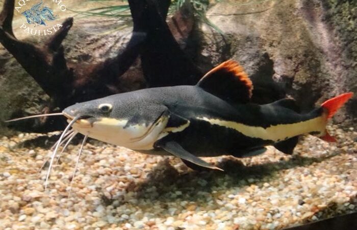 Pirarara (Phractocephalus hemioliopterus)