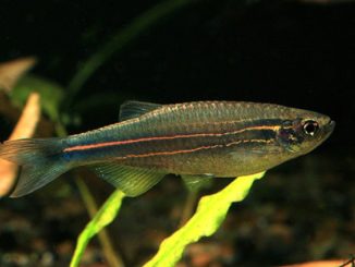 Peixe Botia Ioio - Netuno