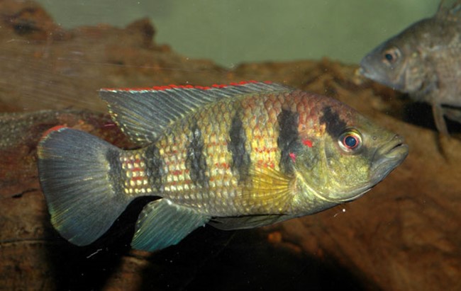 Ciclídeo Joia com Listras (Hemichromis elongatus)