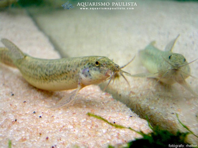 Peixe Kuhli - Aquário e Acará