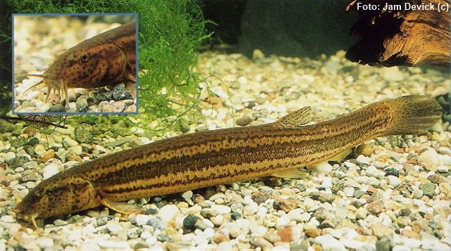 Dojo – Peixe Metereológico (Misgurnus fossilis)