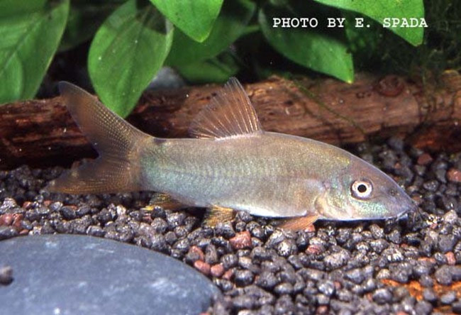 Cobrinha Kuhli / Pangio Kuhlii 5 - 6cm :: Aqua Generus