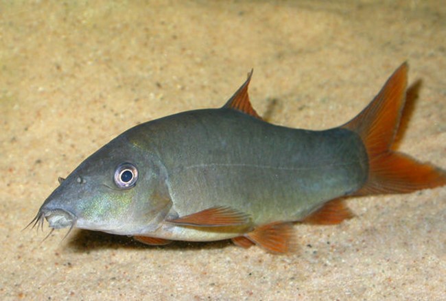 Botia Azul (Yasuhikotakia modesta)