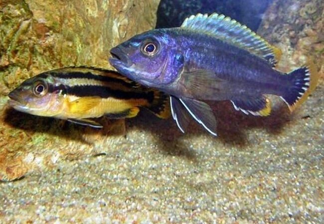 Ciclídeo Chipokae (Melanochromis chipokae)