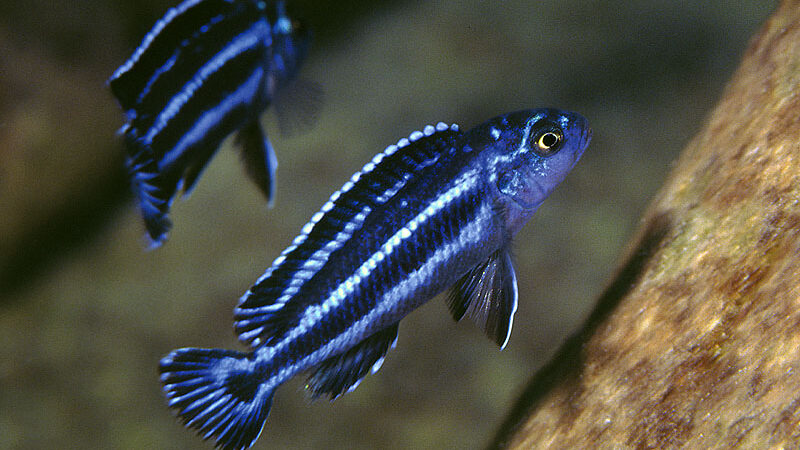Maingano (Pseudotropheus cyaneorhabdos)