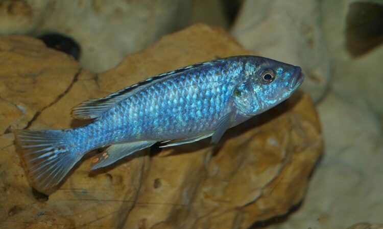 Pérola de Likoma (Labidochromis joanjohnsonae)