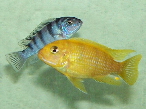 Lombardoi (Maylandia lombardoi)