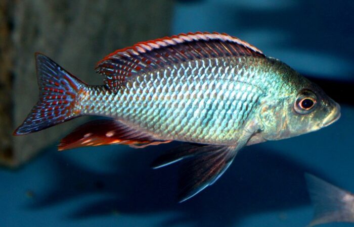 Gorgeous hap (Protomelas similis)