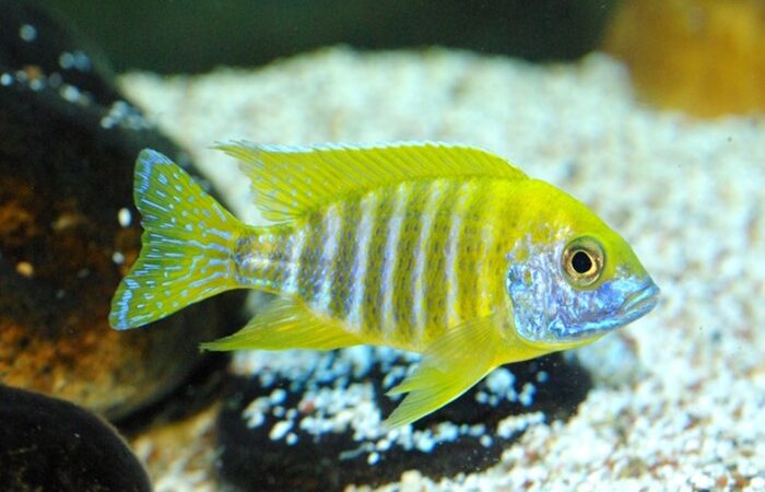 Sunshine Peacock (Aulonocara baenschi)