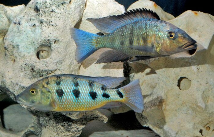 Rostratus (Fossorochromis rostratus)