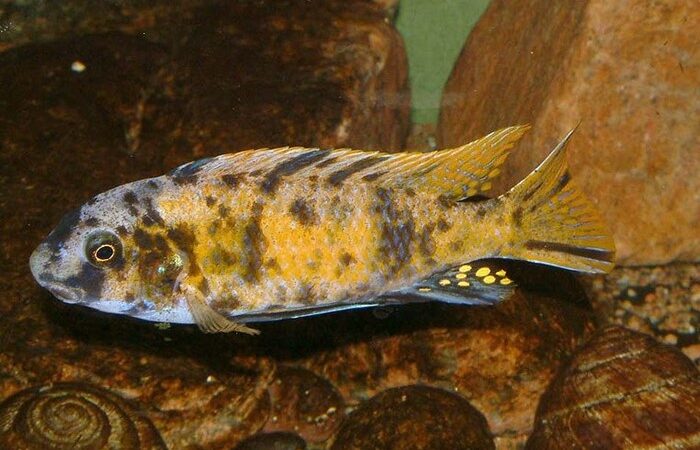 Ciclídeo fuelleborni (Labeotropheus fuelleborni)