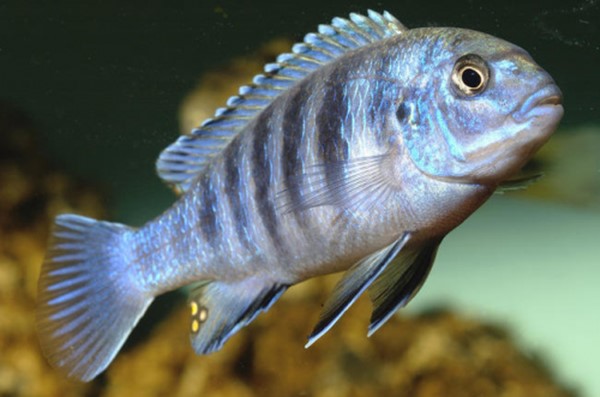 Ciclídeo freibergi (Labidochromis freibergi)