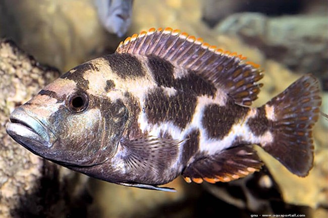 Livingstone (Nimbochromis livingstonii)