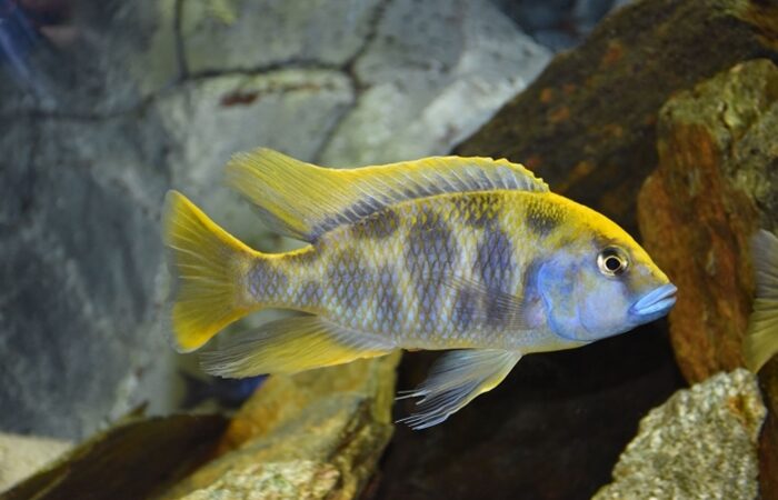 Venustus (Nimbochromis venustus)