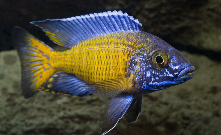 Pavão Flavescente (Aulonocara stuartgranti)