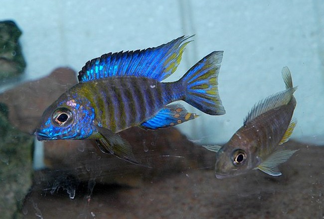 Pavão Chitande (Aulonocara ethelwynnae)