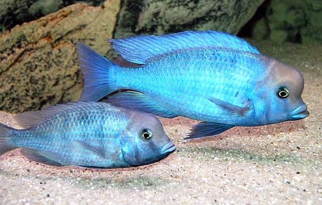 Golfinho Azul (Cyrtocara moorii)