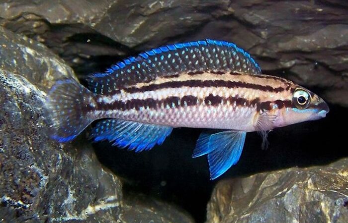 Julie dickfeldi (Julidochromis dickfeldi)