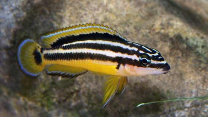 Julie Amarelo (Julidochromis ornatus)