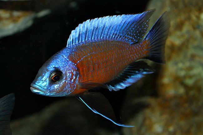 Kandango (Copadichromis borleyi)