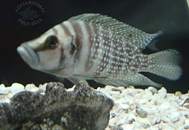 Calvus black (Altolamprologus calvus)