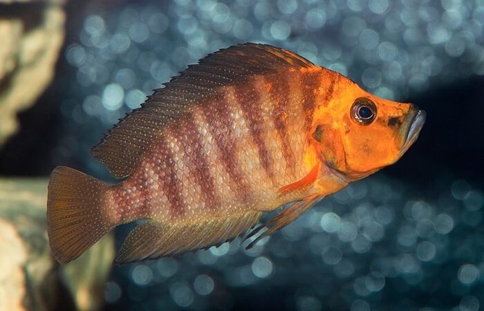 Compressiceps (Altolamprologus compressiceps)