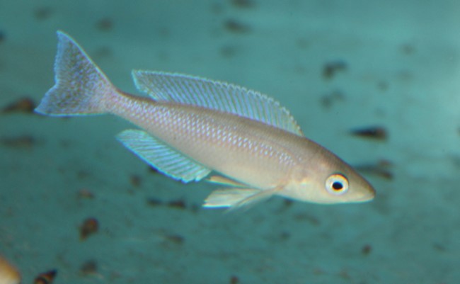 Cyprichromis coloratus