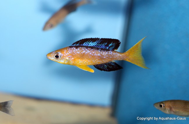 Cyprichromis microlepidotus