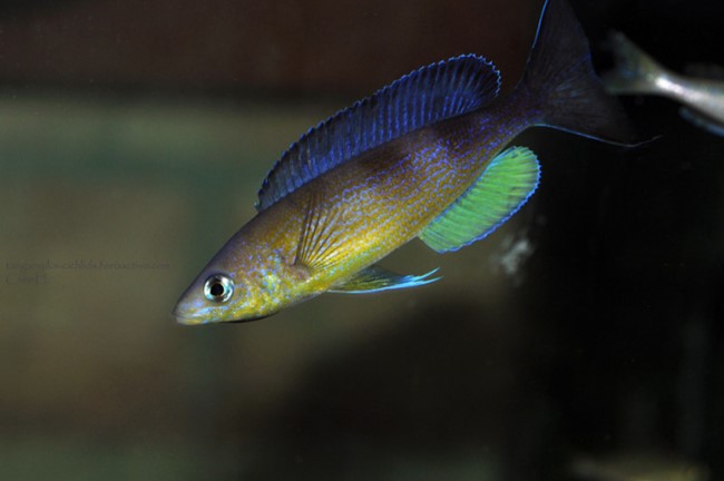 Cyprichromis pavo