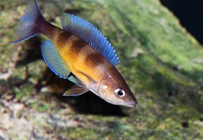 Cyprichromis zonatus