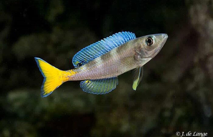 Ciclídeo Sardinha (Cyprichromis leptosoma)