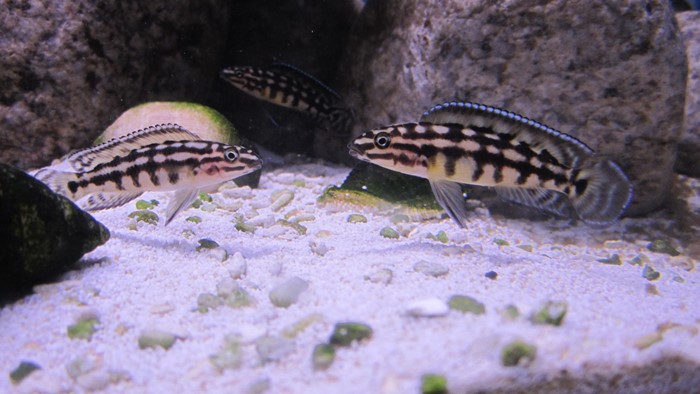 Julie Xadrez (Julidochromis marlieri)