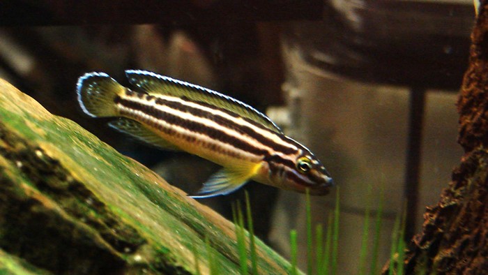Julie Convicto (Julidochromis regani)