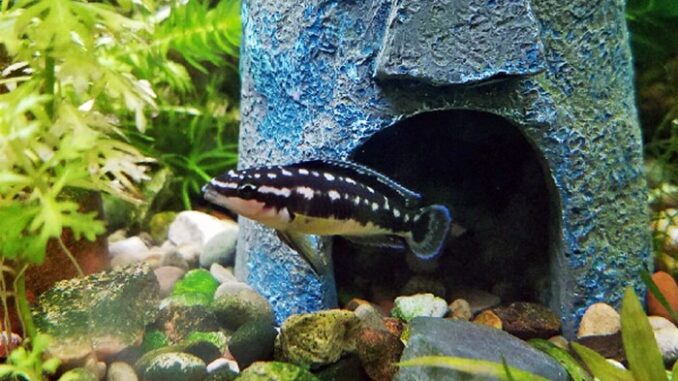 Julie Mascarado (Julidochromis transcriptus)