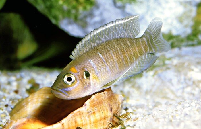 Lamprologus ocelado (Lamprologus ocellatus)