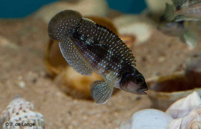 Pérola Ocelada (Lamprologus stappersi)