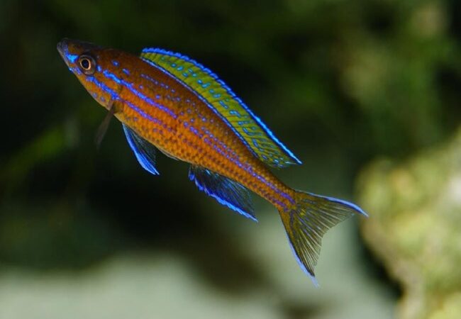 Ciclídeo Neon Azul (Paracyprichromis nigripinnis)