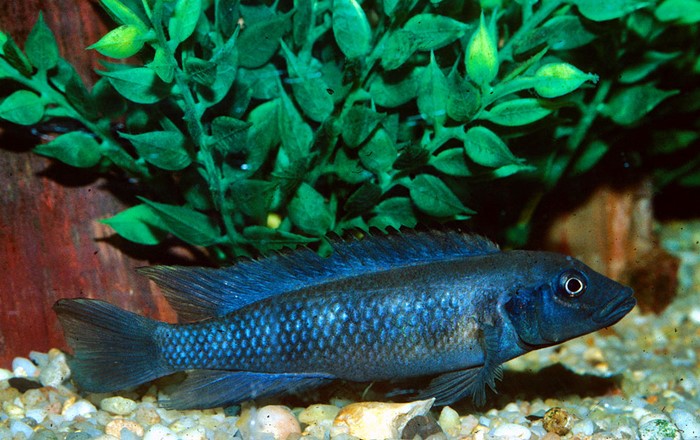 Lamprologus do Congo (Lamprologus congoensis)