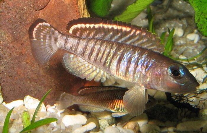 Lamprologus signatus