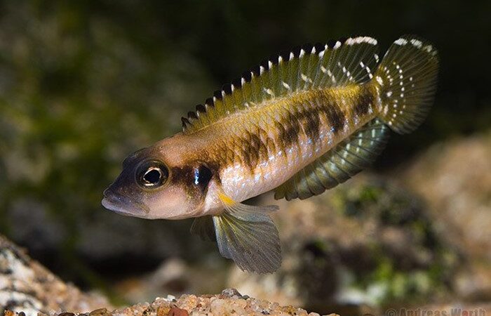 Lamprologus speciosus